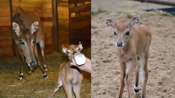 FOTO:  V bratislavskej ZOO sa narodilo vzácne mláďatko antilopy nilgau -pozrite sa, aké je rozkošné!