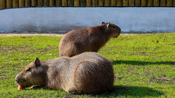 Zoo Bratislava otvára sezónu. Hlavným ťahákom budú kapybary