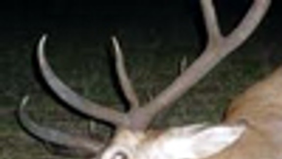 Pytliak usmrtil v lužných lesoch dvoch jeleňov