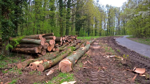 Starostovia žiadajú zastavenie výrubu v lesoch v okolí Bratislavy