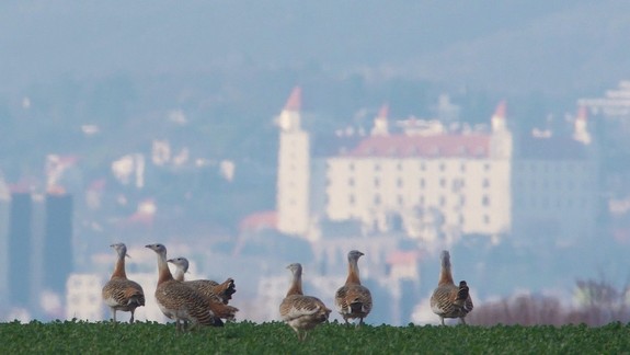 Dobrá správa: Hniezdna sezóna mimoriadne vzácneho dropa prekonala očakávania