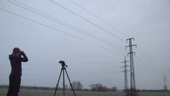 FOTO: Pozdĺž Dunaja bude pre vtáky bezpečnejšie elektrické vedenie