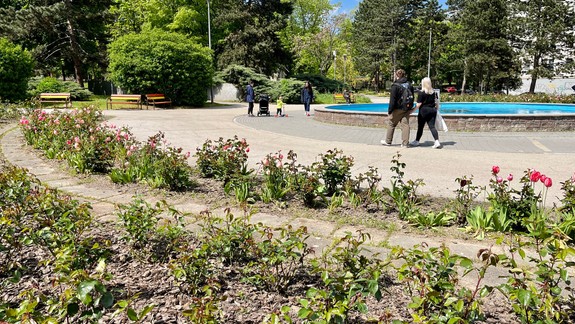 Kam zmizli ruže z parku na Račianskom mýte? Jednoduchá odpoveď samosprávy