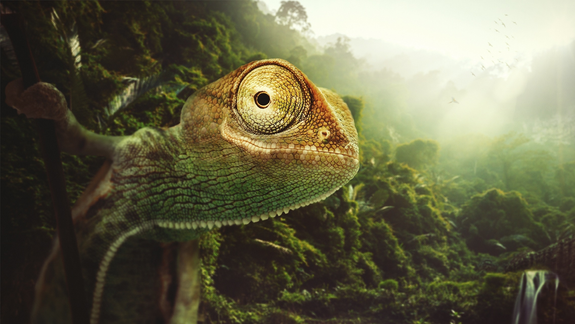 V Ružinove bude najväčšia predajná výstava exotických zvierat