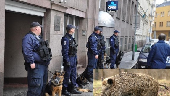 VIDEO: Policajti diviaka z centra Bratislavy zatiaľ nenašli – majú sa ľudia dôvod báť?