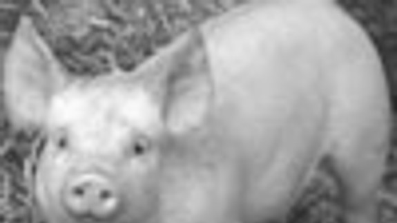 Nakoniec tu zostali iba ťavy a kone