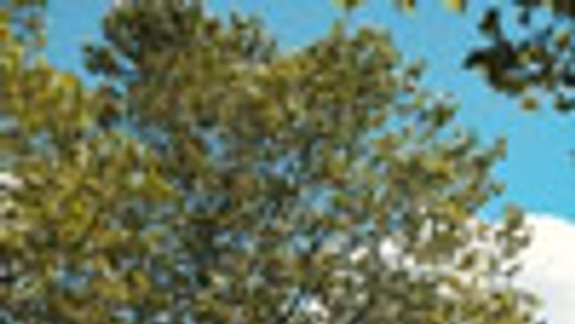 Stromy múr neohrozujú, lavičky nemôžu byť všade