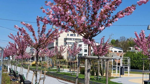 Tip na piatok a sobotu: V Bratislave sa už po tretíkrát koná Festival sakúr a umenia