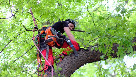 Rača orezáva stromy, Ružinov informuje o výruboch