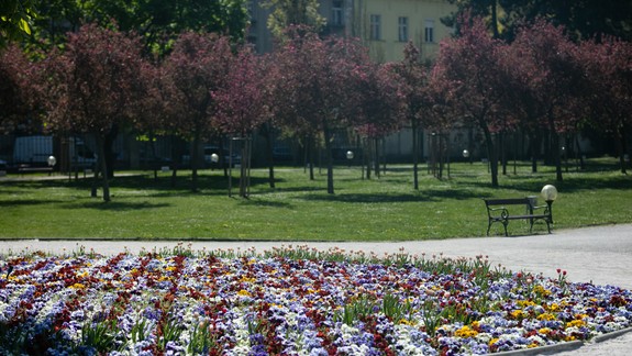 FOTO: Staré Mesto vysadilo 29.000 rastlín - ide o mix tulipánov a narcisov