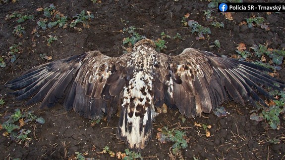 FOTO: Polícia vyšetruje úhyn chráneného dravca na Záhorí