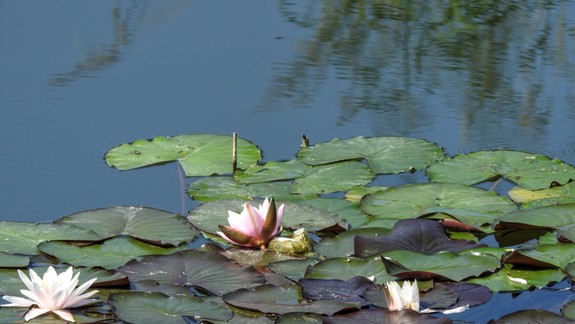 FOTO: Takáto jemná krása vykvitla uprostred sídliska
