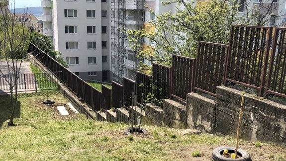 Tieto stromčeky niekto svojvoľne vysadil, samospráva ich odstráni