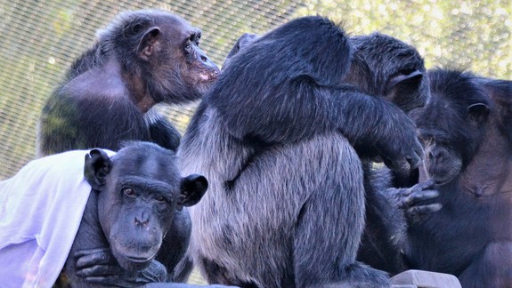 V zoo si v pondelok pripomínajú Svetový deň šimpanzov