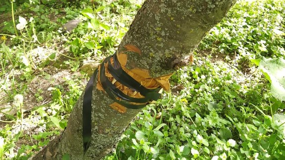 Hrozné: Zámerné poškodzovanie stromov v Karlovej Vsi pokračuje