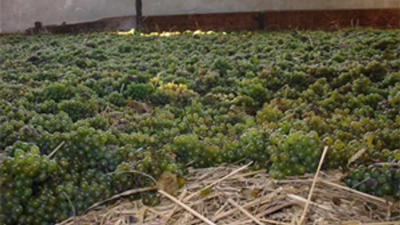 Vajnorskí vinári dnes začali s oberačkou slamového hrozna