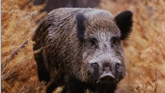 Ľudí na zastávke MHD v lesoparku prekvapil vyše 200-kilový diviak