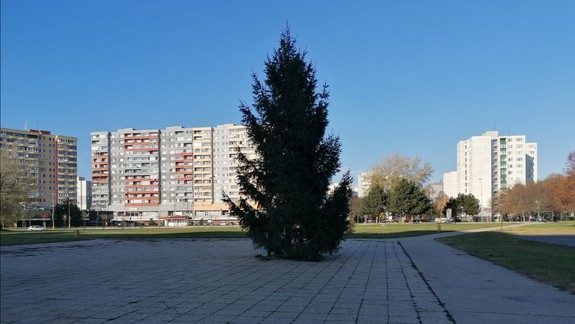 Myslia dopredu: Petržalka hľadá tohtoročný vianočný stromček