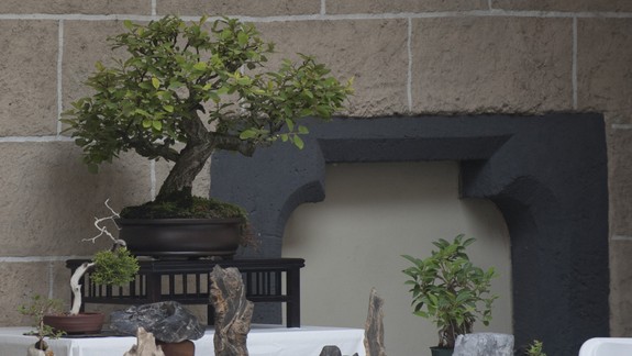 Nezvyčajná krádež: Zlodej si odniesol bonsaje