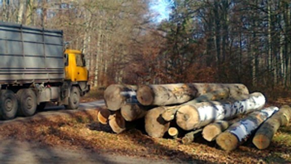 V lesoparku sa rúbe strom za stromom