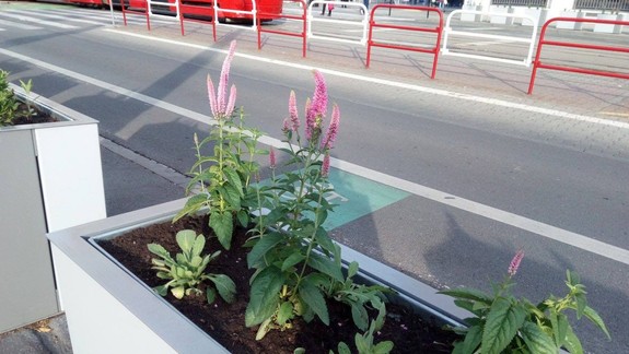 FOTO: Pozrite si, aké trvalky najnovšie pribudli do bratislavských ulíc