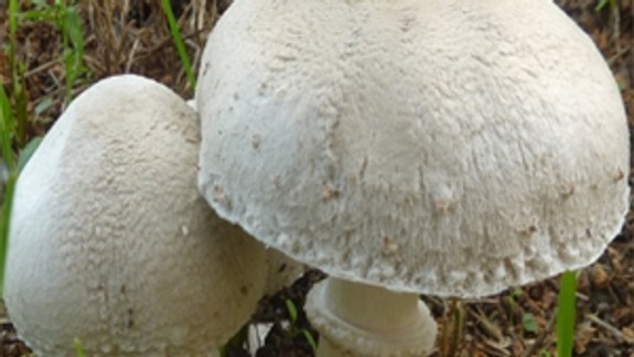 V Rači vystavujú viac ako 210 druhov húb