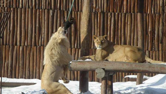 Bratislavská ZOO bude otvorená aj na Štedrý deň