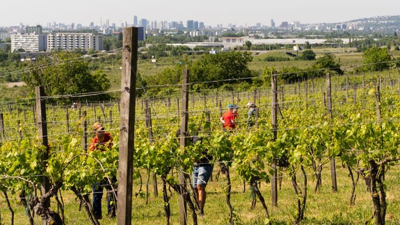 Vajnory sa v piatok zapoja do dobrovoľníckeho podujatia Naše Mesto