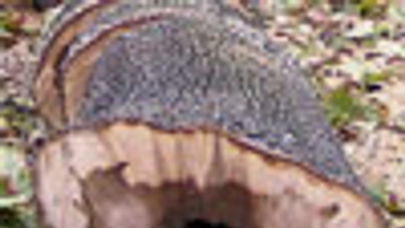 Choré stromy z Vajanského nábrežia odstránili