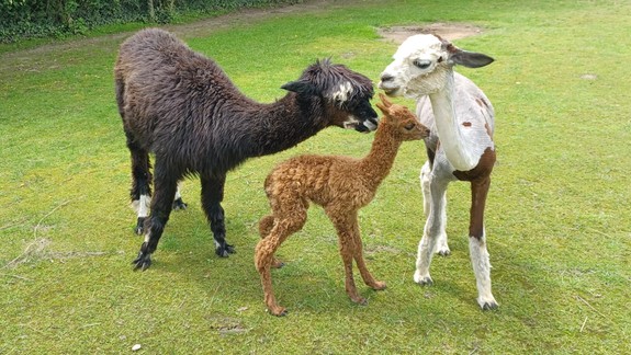Zoologická záhrada čelí pre krívačku ďalšej neľahkej výzve, výpadky na tržbách môžu byť pre ňu likvidačné