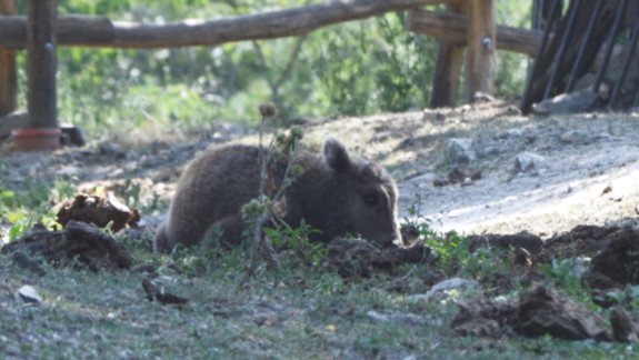 ZOO má dôvod na oslavu, na svet prišlo zubrie mláďa