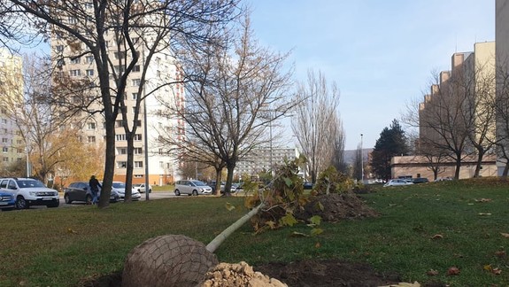 V Dúbravke vysadia viac než 80 nových stromov, vzniknú miniparčíky