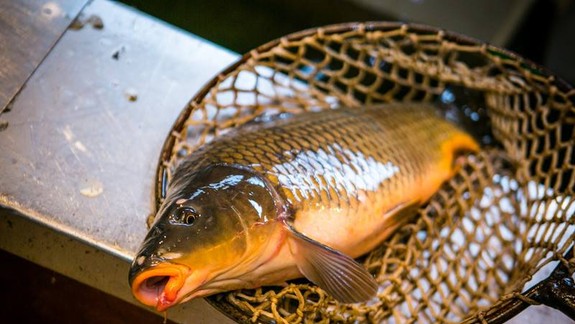 Zdravie: Pri zaseknutej rybej kostičke v krku môže pomôcť chlieb či zemiak