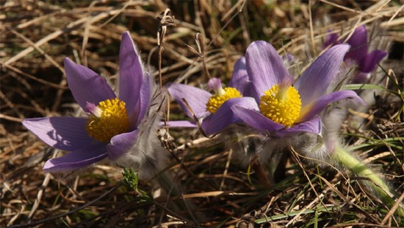 Devínska Kobyla má problémy, pôvodné rastliny ustupujú novým