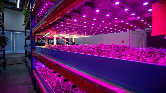 Fascinujúce: Uprostred administratívnej budovy v Petržalke nájdete farmu