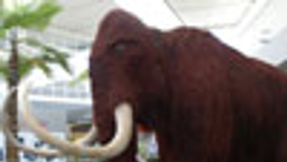 V nákupnom centre Avion je mamut srstnatý