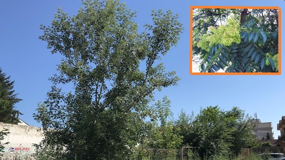 Dajte si pozor na Pajaseň žliazkatý - predstavuje značný problém pre biodiverzitu i človeka!