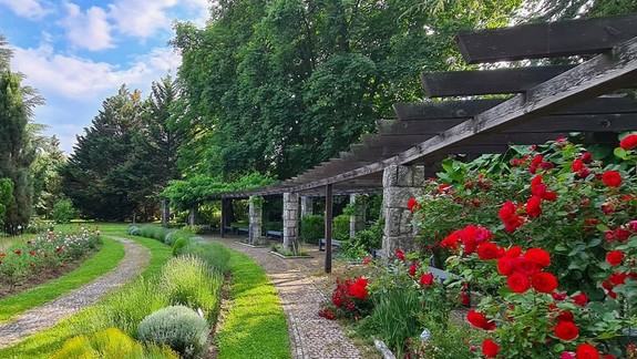FOTO: Lákadlom Botanickej záhrady UK v týchto dňoch je rozkvitnuté rozárium