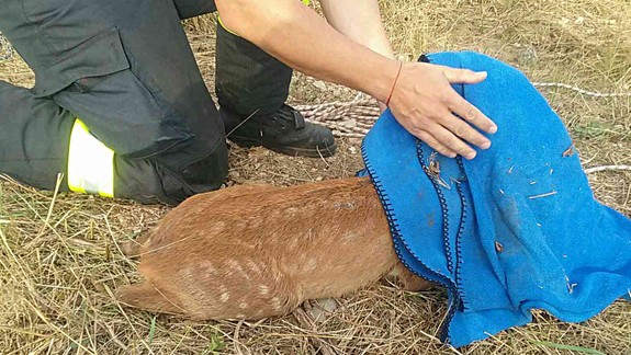 Hasiči v akcii: Záchrana srnky, ktorá spadla do šachty