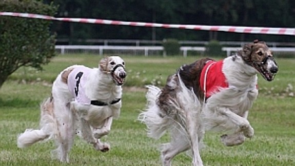 Na Závodisku budú behať najrýchlejší psi