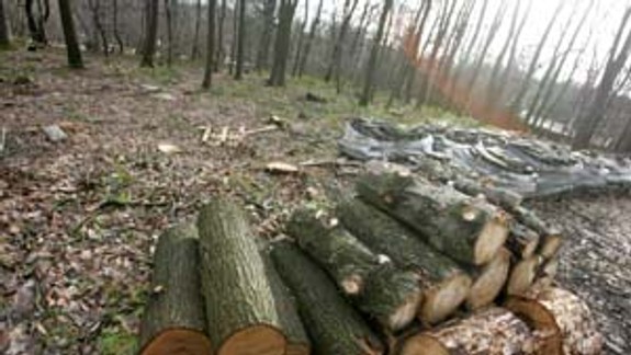 Na Železnej studienke sa nebude do konca roka ťažiť  drevo