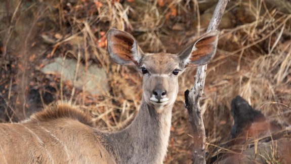 VIDEO: Policajti v Rači zachránili srnku