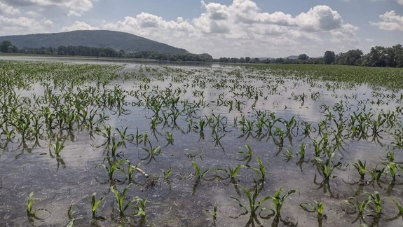Hlavné mesto monitoruje liahniská komárov