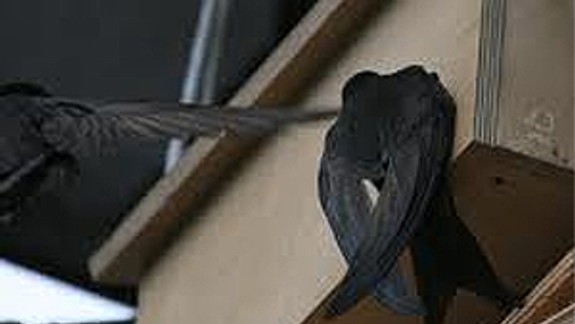 V petržalských školách budú vtáčie búdky