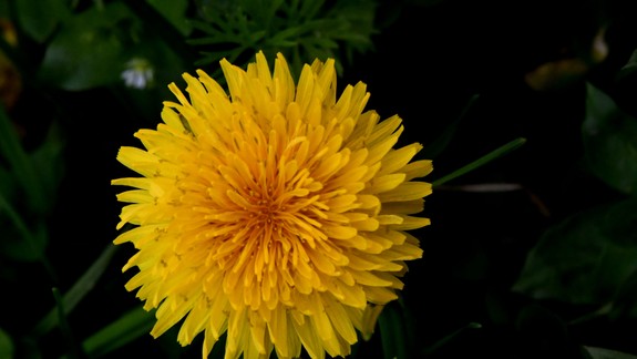 Púpava je výnimočná: Zbierať a využiť môžete jej koreň, listy aj kvety