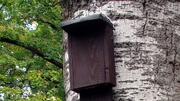 Karlovešťania zadotujú búdky pre netopierov