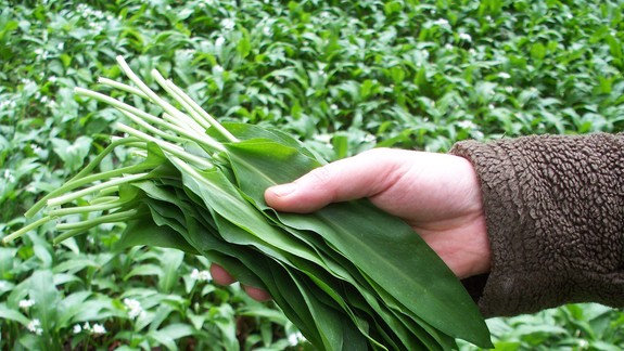 Zdravotníci varujú: Nepomýľte si medvedí cesnak s jedovatými listami konvalinky!
