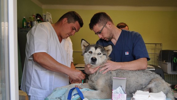 Začipovanie psa bude od septembra stáť 10 eur, bez neho veterinár psa neošetrí