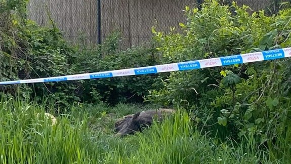 Po Kramároch sa pohybujú diviaky s mladými. Policajti miesto opáskovali