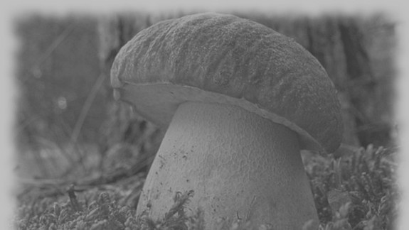 Krčmári mali vlastných znalcov húb